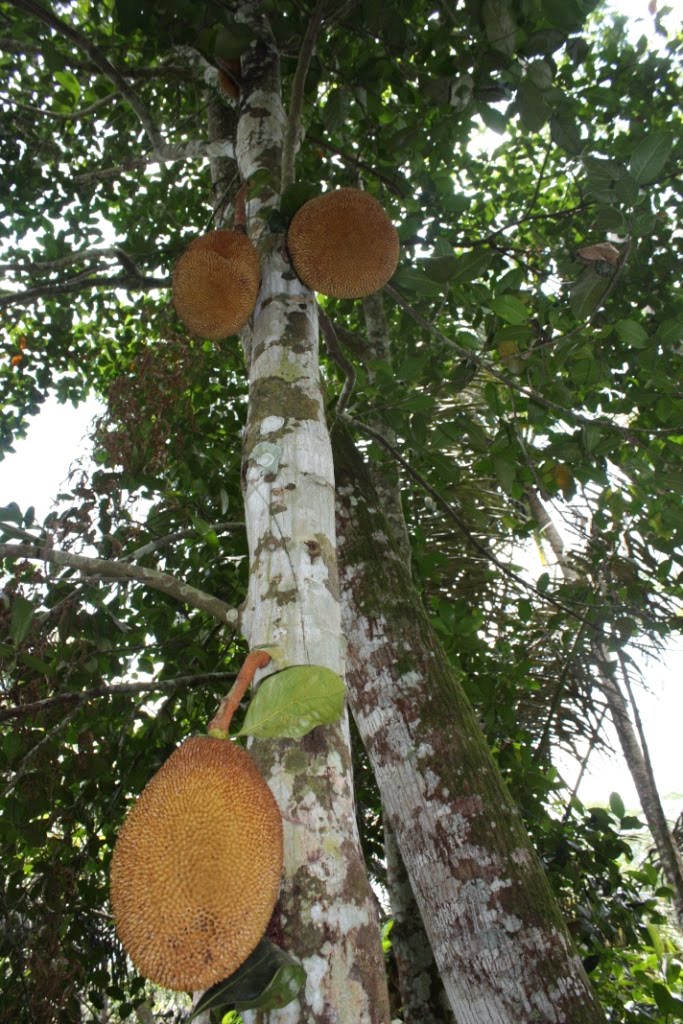 Jackfruit tree in southern Brazil | FakeFoodFree.com