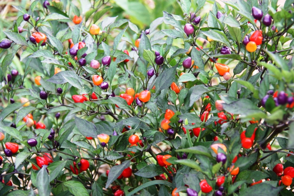 New Mexico Centennial Pepper | Very hot peppers, but a pretty plant for the garden! | Fake Food Free