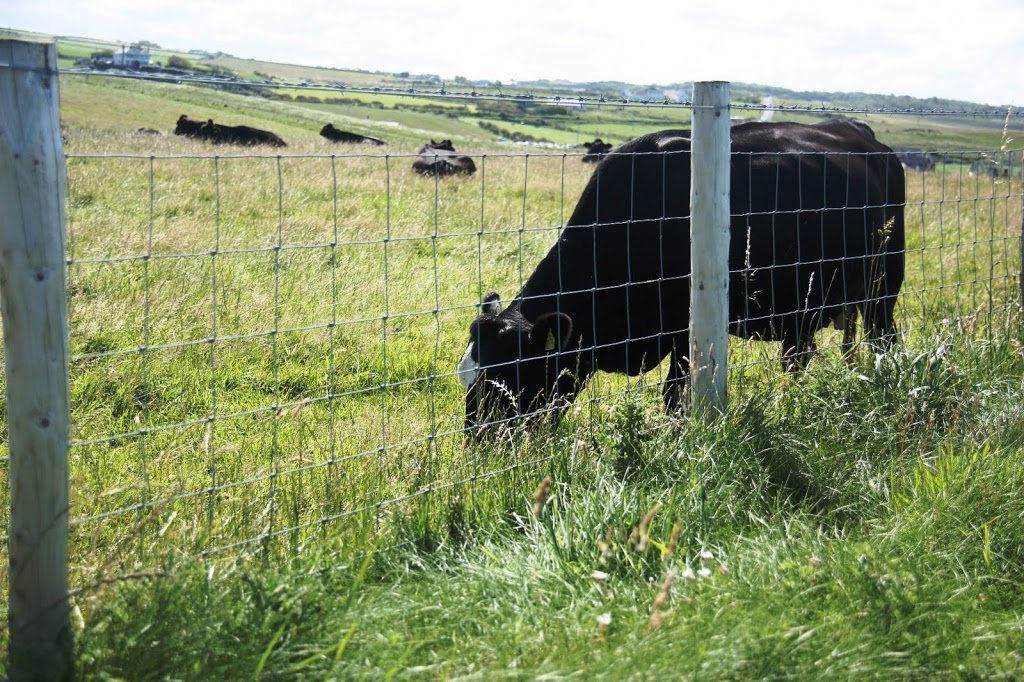 Happy cows in Northern Ireland