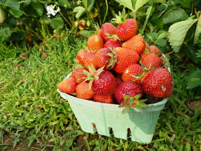 Kentucky Garden Strawberries and a Strawberry-Lime Salsa Recipe | Fake Food Free