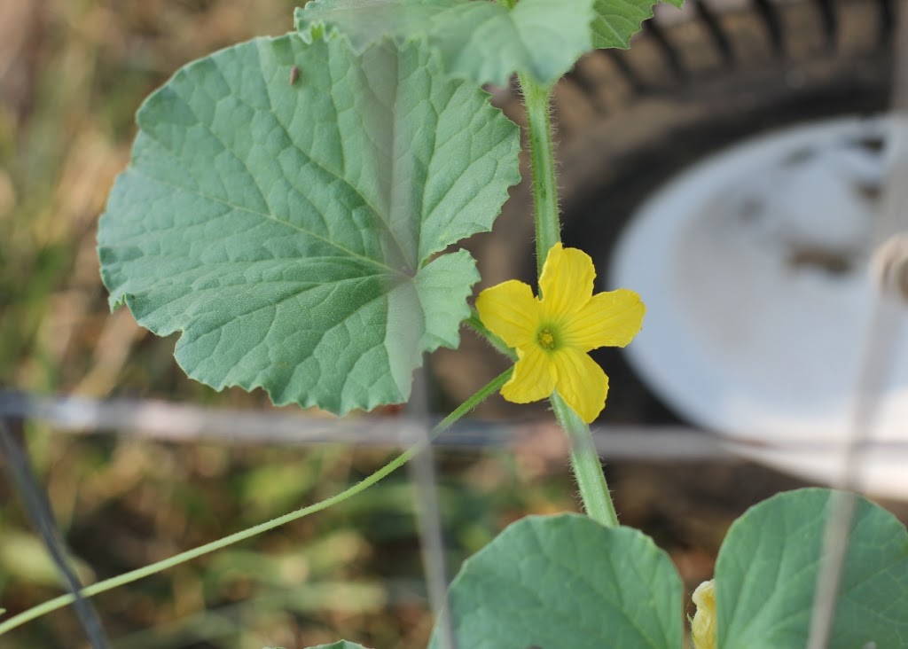 Cucumber Bloom | Fake Food Free