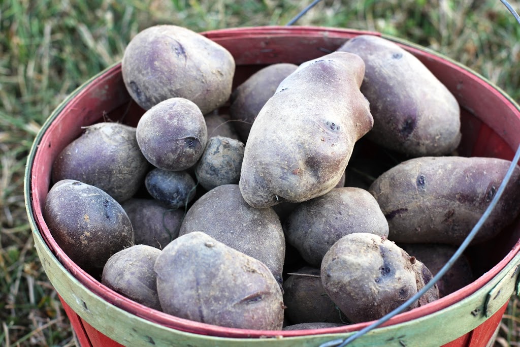 Adirondack Blue Potatoes