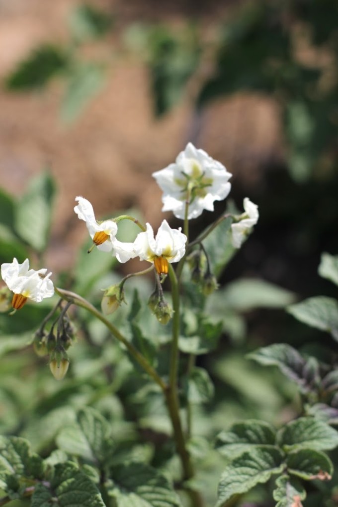 Adirondack Blue Potatoes bloom before harvest