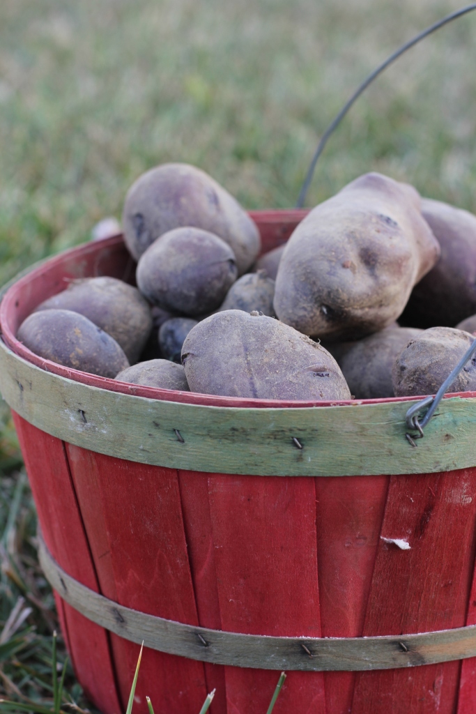 Adirondack Blue Potatoes Harvest