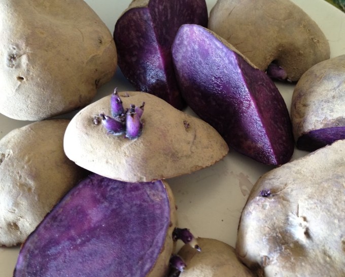 Adirondack Blue Potatoes before planting 