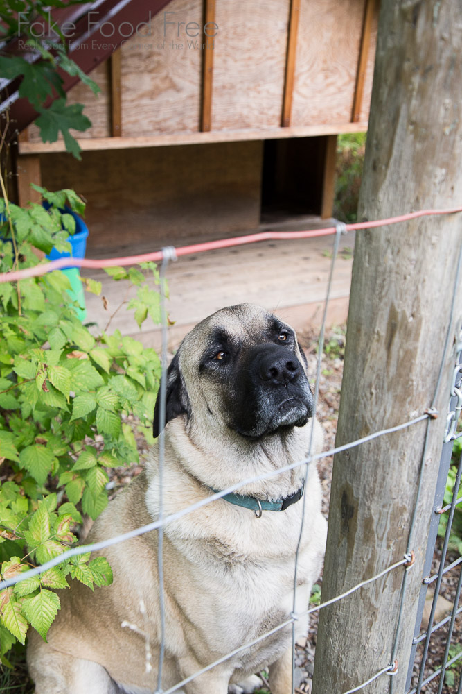 Floyd, Anatolian Shepherd and resident guard dog at Red Feather Farm in Washington | Fake Food Free