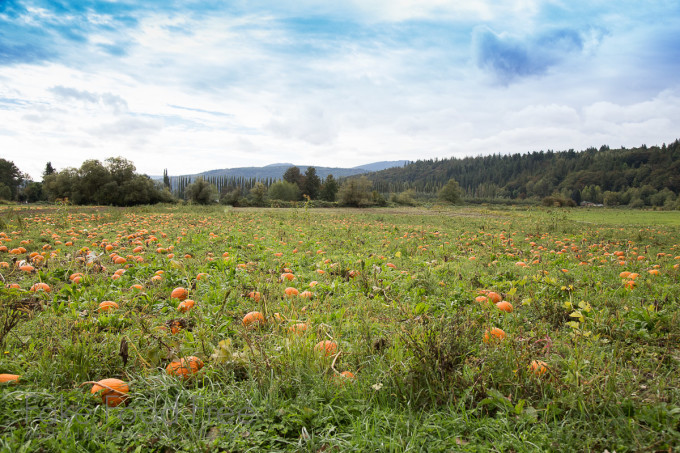 Pumpkin Patches Jubilee Farm in Washington | Fake Food Free