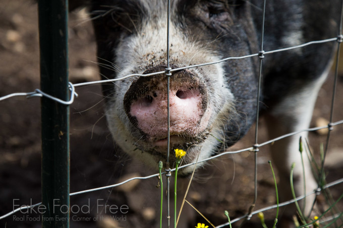 Mrs. Hughes at Red Feather Farm, Washington | Fake Food Free