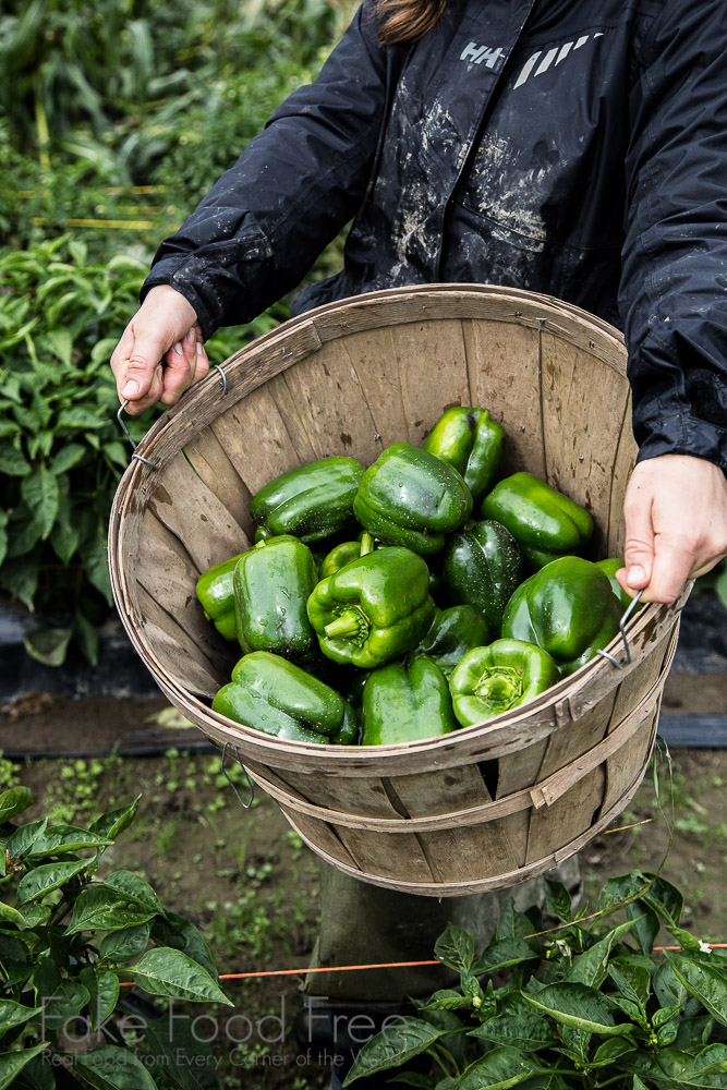 Jubilee Farm | Work share volunteer harvesting peppers | Fake Food Free