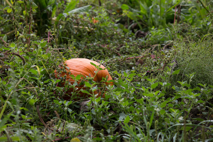 Pumpkins at Jubilee Farm in Washington | Fake Food Free