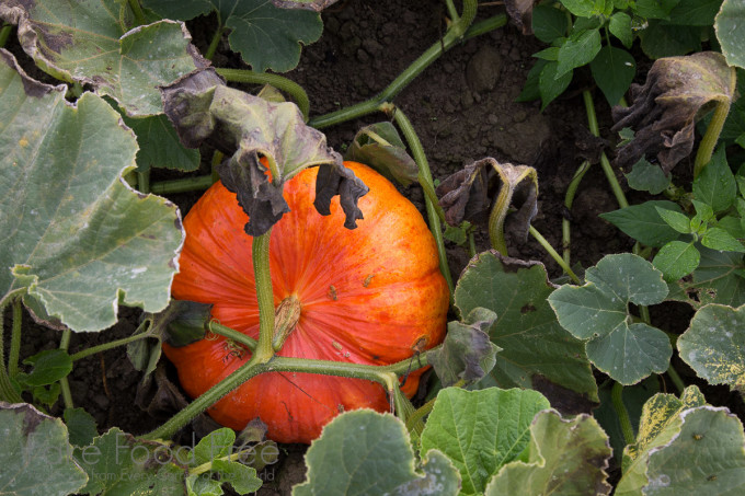 Pumpkins at Jubilee Farm in Washington | Fake Food Free