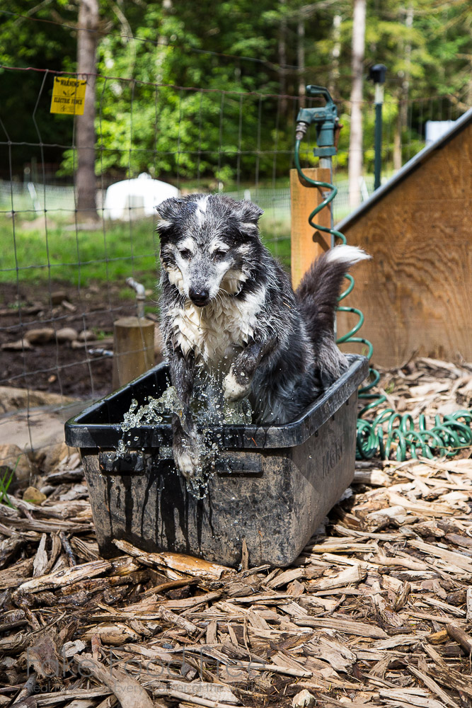 Fiona, working dog at Red Feather Farm in Washington | Fake Food Free