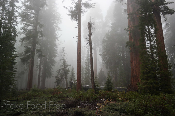 Sequoia National Park | Fake Food Free | California and National Park Travel 