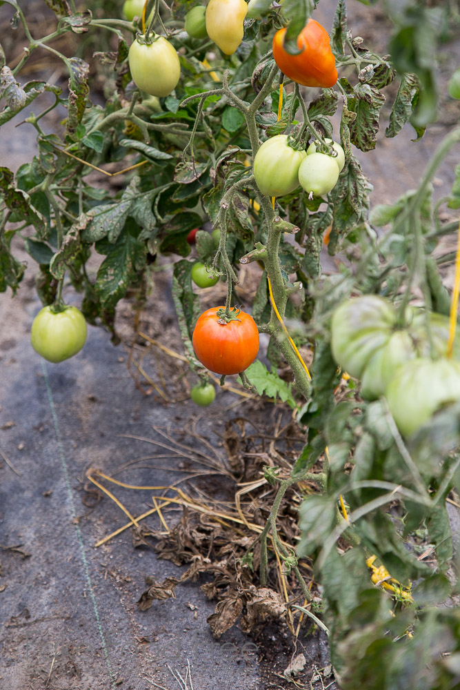 Jubilee Farm, Washington | End of season in the Tomato Houses | Fake Food Free