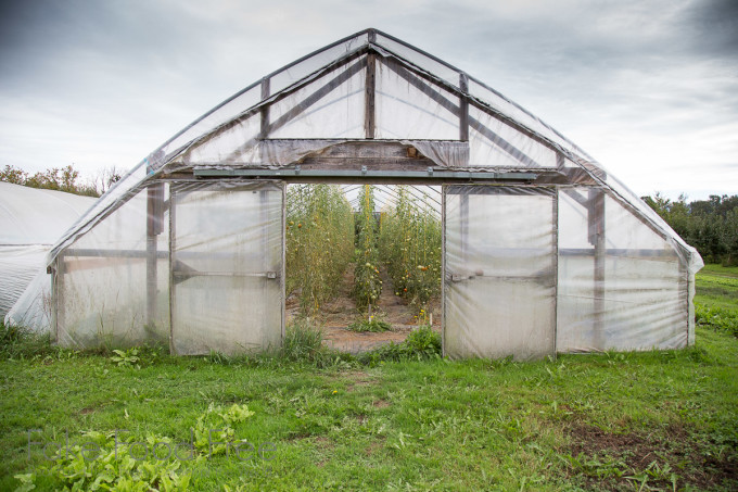 Jubilee Farm, Washington | End of season in the Tomato Houses | Fake Food Free