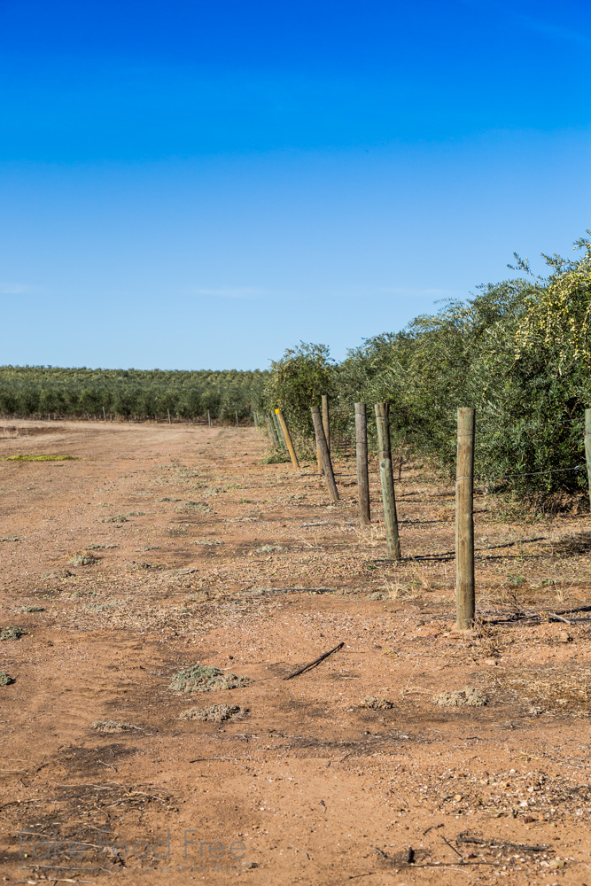 Visiting the farms of California Olive Ranch | Fake Food Free