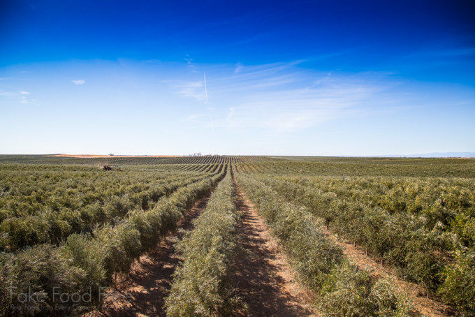 Olive Harvesting | Visiting the farms of California Olive Ranch | Fake Food Free