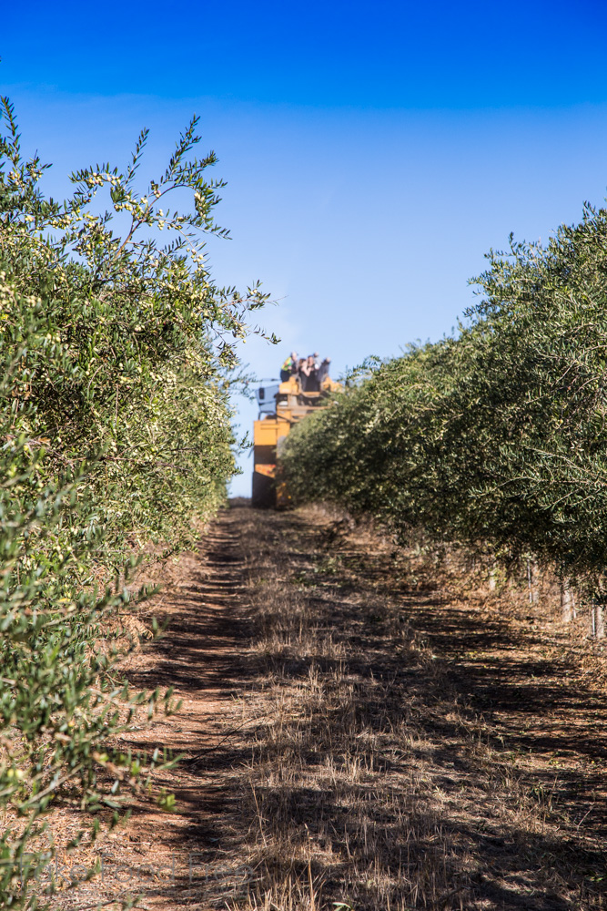 Olive Harvesting | Visiting the farms of California Olive Ranch | Fake Food Free