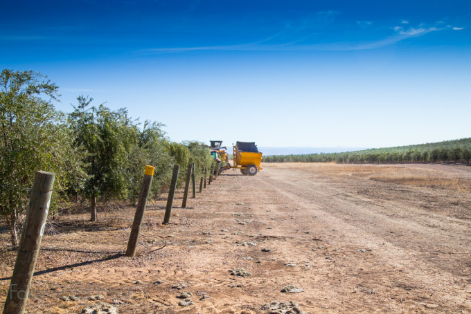 Visiting the farms of California Olive Ranch | Fake Food Free