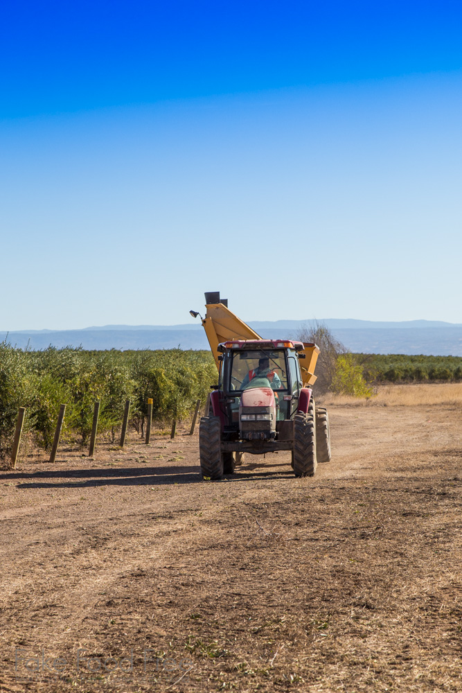 Olive Harvesting | Visiting the farms of California Olive Ranch | Fake Food Free