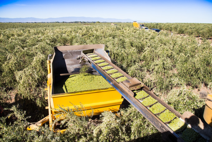 Olive Harvesting | Visiting the farms of California Olive Ranch | Fake Food Free