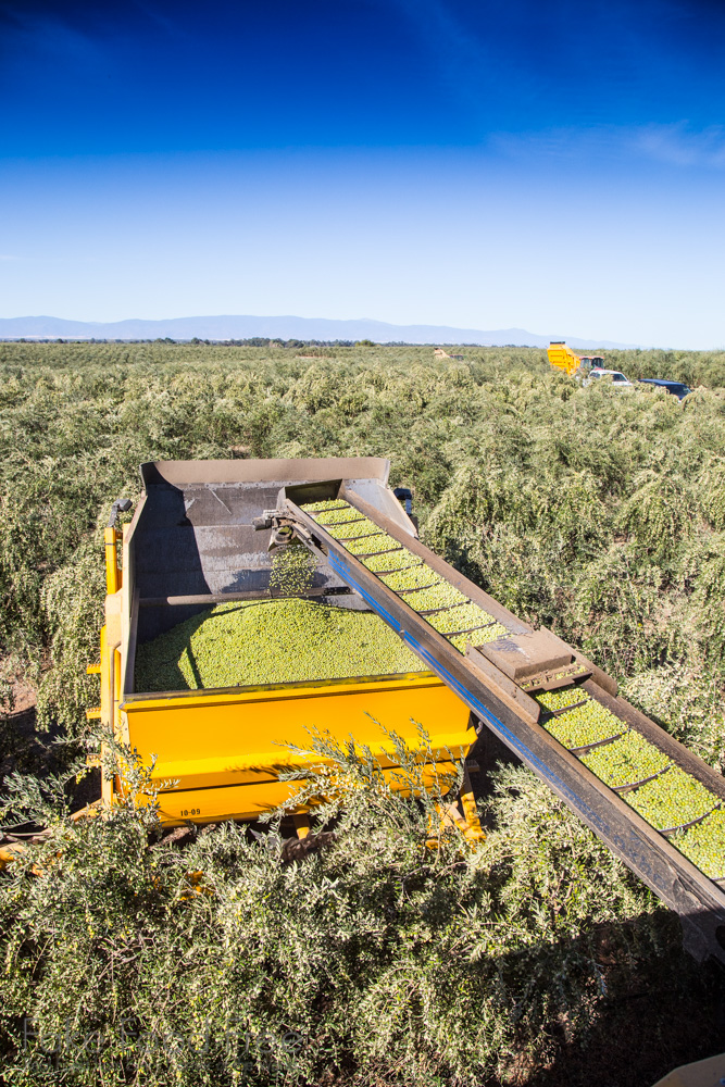 Olive Harvesting | Visiting the farms of California Olive Ranch | Fake Food Free