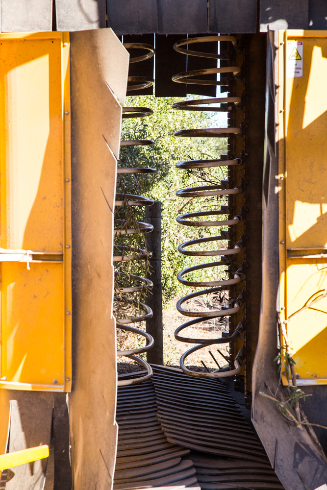 Olive Harvester | Visiting the farms of California Olive Ranch | Fake Food Free