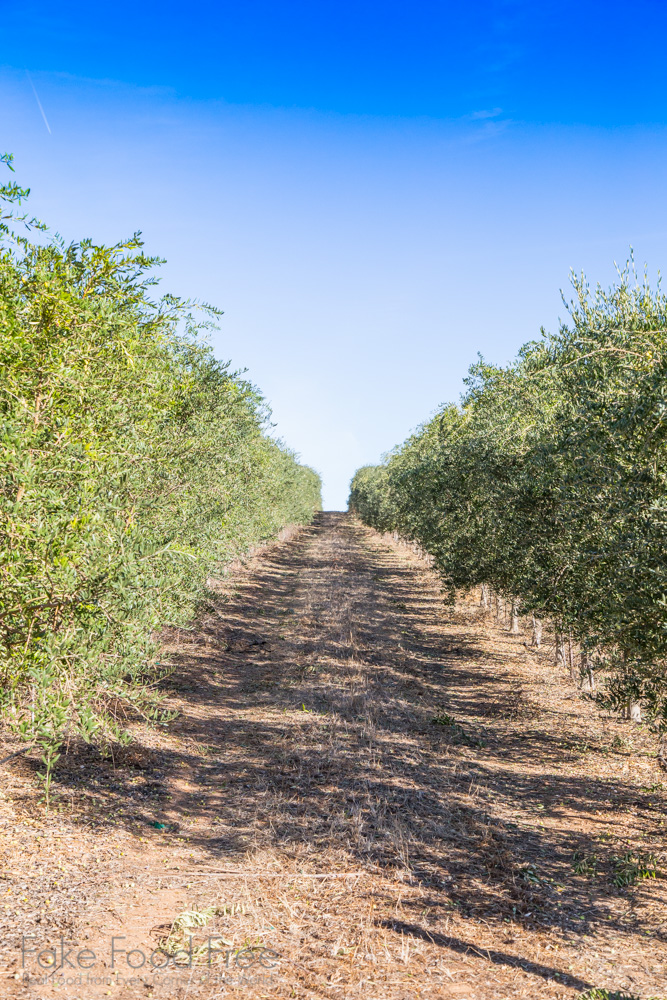 Visiting the farms of California Olive Ranch | Fake Food Free