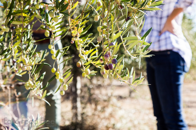 Olive Harvesting | Visiting the farms of California Olive Ranch | Fake Food Free