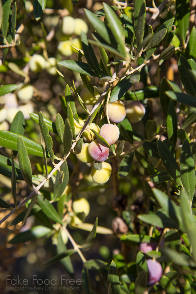 Olive Harvesting | Visiting the farms of California Olive Ranch | Fake Food Free