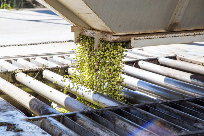 Olive Harvesting | Visiting the farms of California Olive Ranch | Fake Food Free