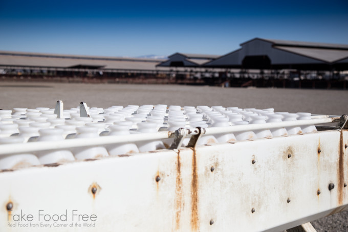 California Dairy | Lori Rice | Farm Photography