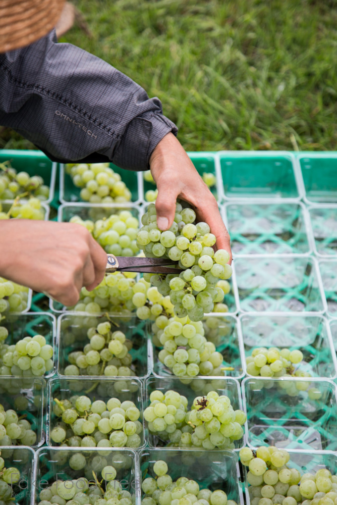 Grape Harvest | Lori Rice | Farm Photography