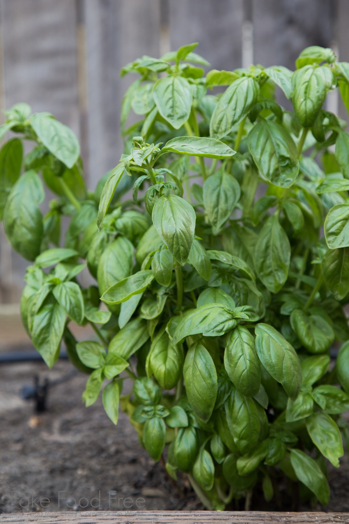 Sweet Basil | Gardening Journal | Fake Food Free