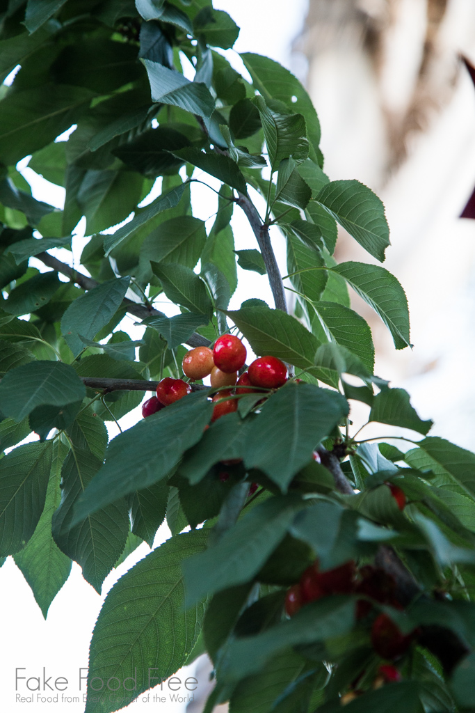 Our backyard cherry tree. Recipe for homemade cherry tarts at Fake Food Free!