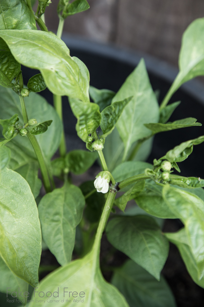 Red Bell Pepper Plant | Gardening Journal | Fake Food Free