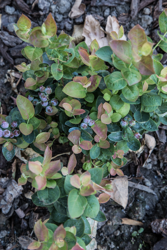 Peach Sorbet Blueberry | Gardening Journal | Fake Food Free