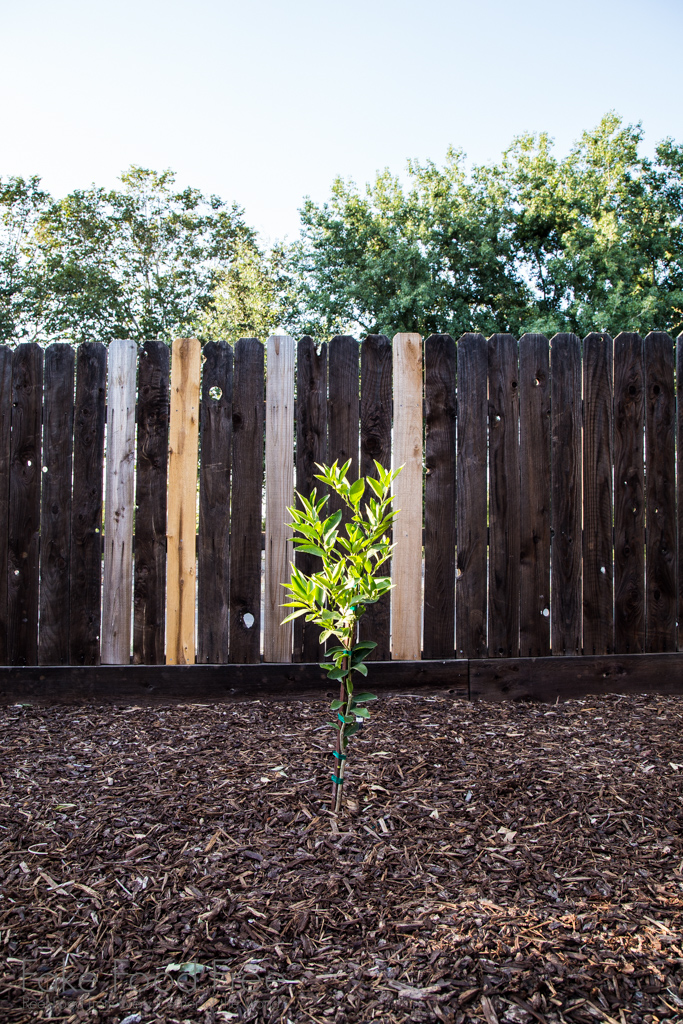 Persian Lime Tree | Gardening Journal | Fake Food Free