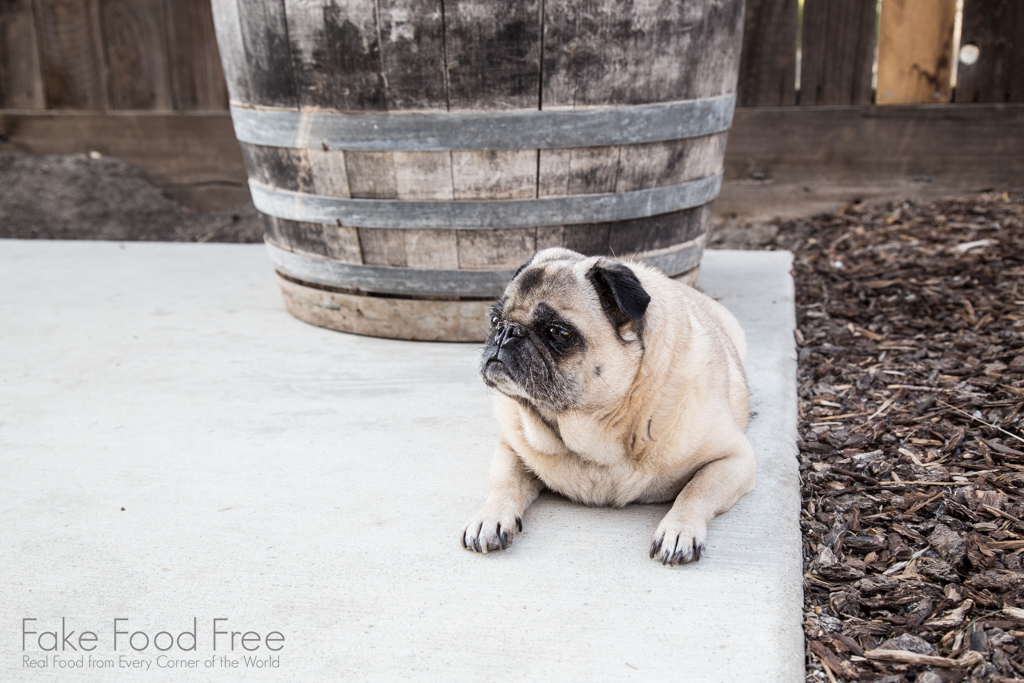 Dixie the Pug | Gardening Journal | Fake Food Free