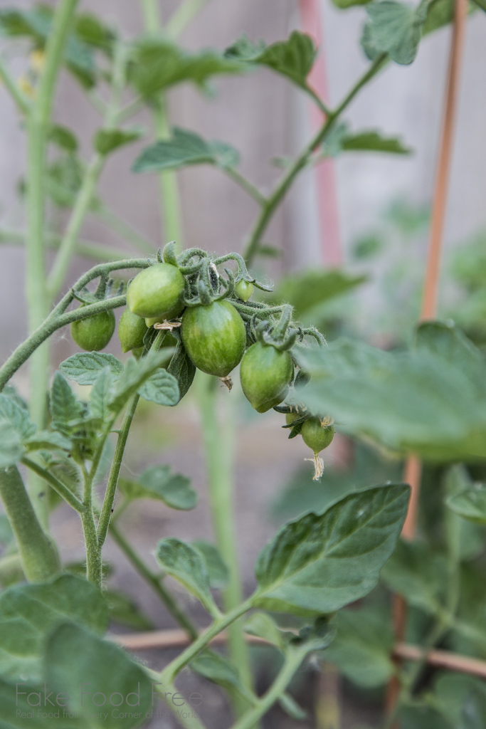 Chocolate Sprinkles Tomato | Gardening Journal | Fake Food Free