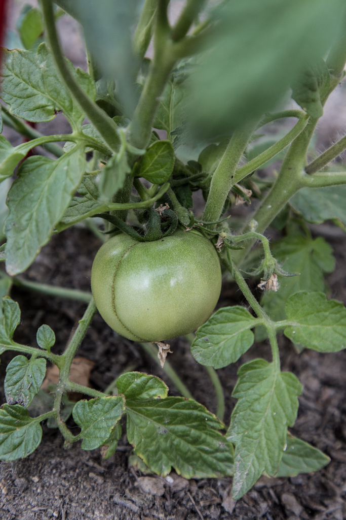 Heat Master Tomato | Gardening Journal | Fake Food Free