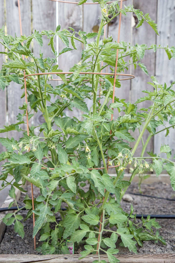 Cherokee Purple Tomato Plant | Gardening Journal | Fake Food Free