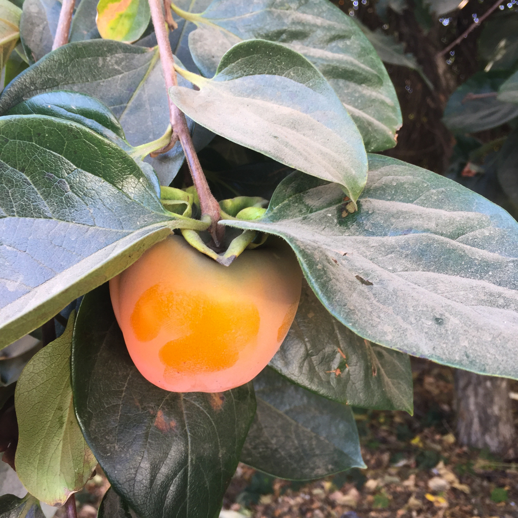 California Persimmon 