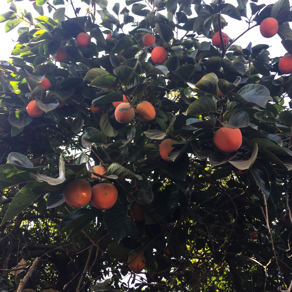 California Persimmon Tree