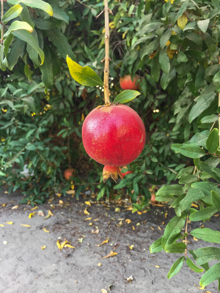 California Pomegranates | October Snapshots
