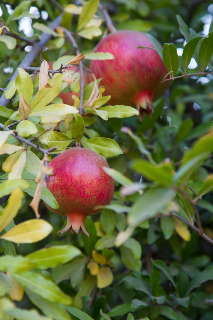 California Pomegranate Tree | October Snapshots on Fake Food Free