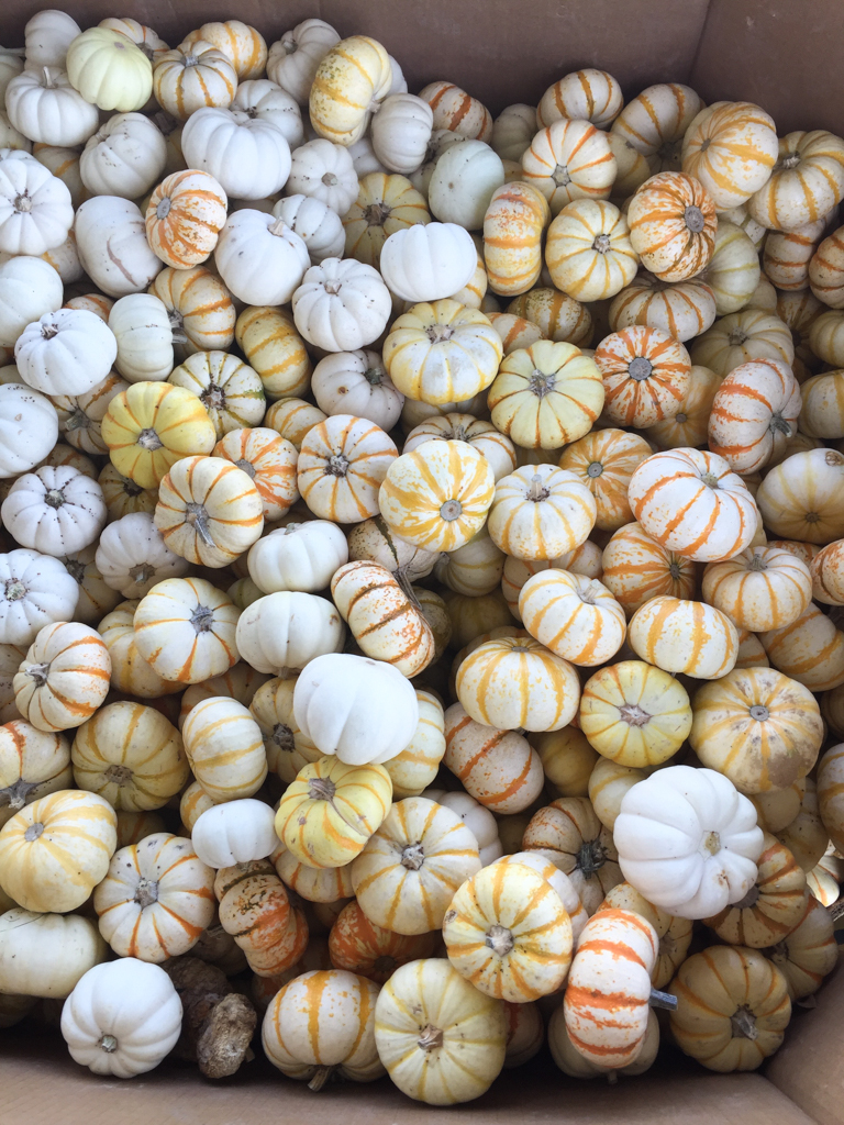 Mini Striped Pumpkins | Fall Decorations | October Snapshots