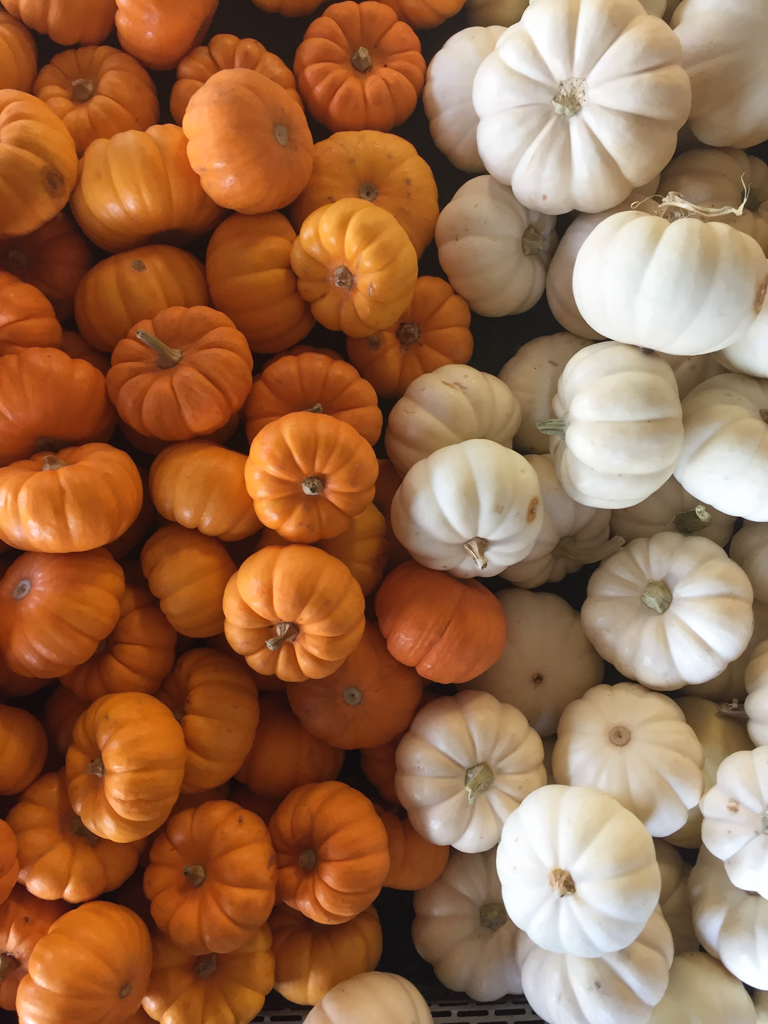 Mini Orange and White Pumpkins | Fall Decorations | October Snapshots