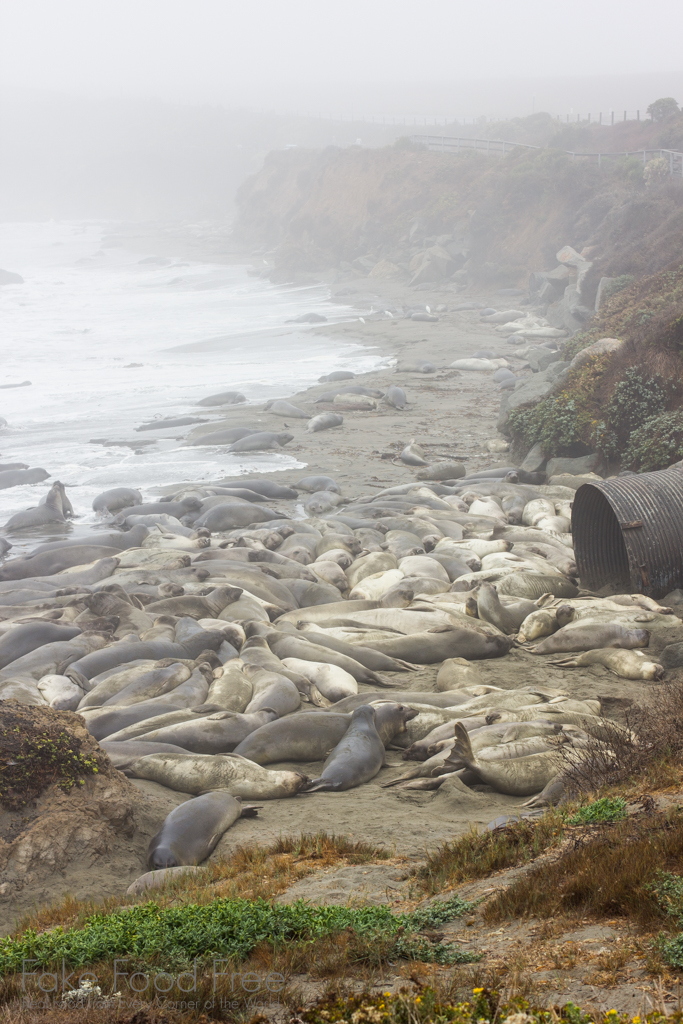 Elephant Seals | Fake Food Free Travel