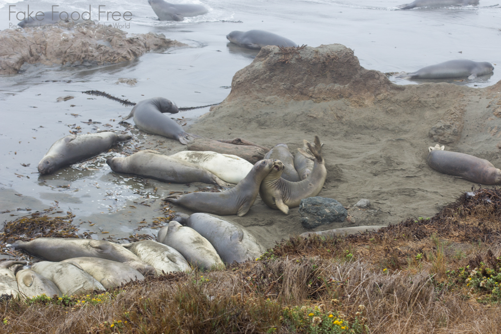 Elephant Seals in San Simeon, CA | Fake Food Free Travel